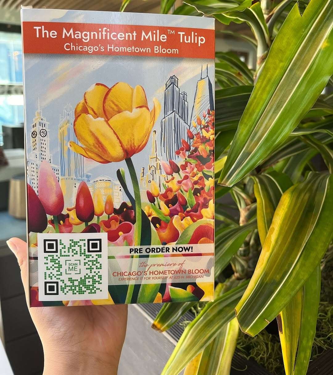 Magnificent Mile™ Tulip